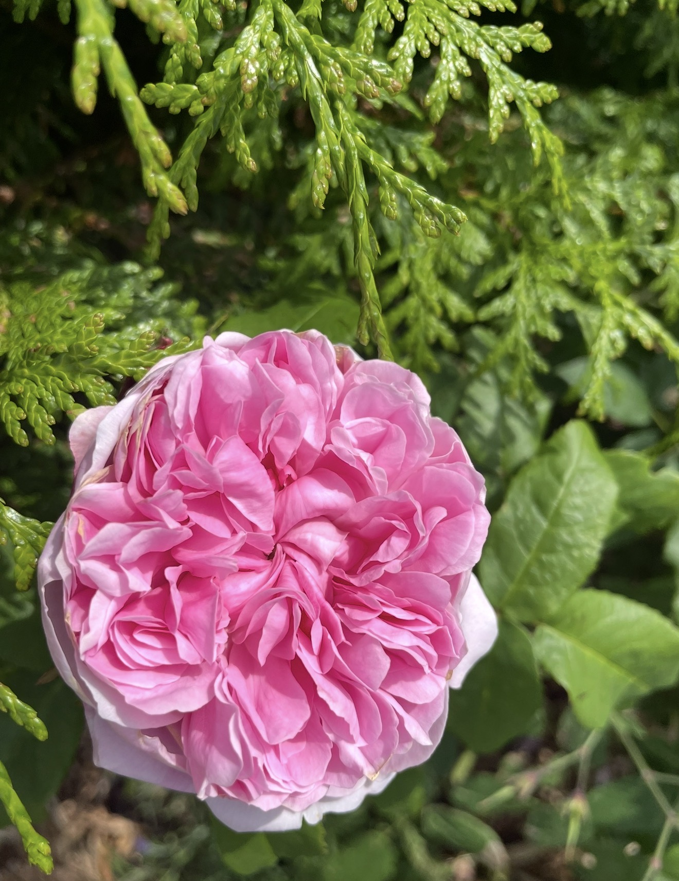 Yin med en touch av yang for å møte sommerens energi